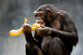 big monkey